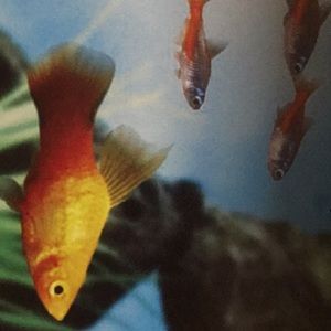 Meet your Posher, Brooke